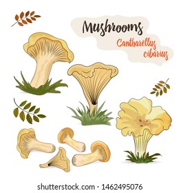 Chanterelle forest mushrooms isolated on white background with autumn leaves