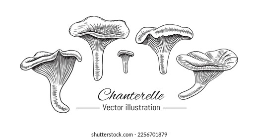 Chanterelle hand drawn collection. Mushroom sketch on white background. Vector illustration.