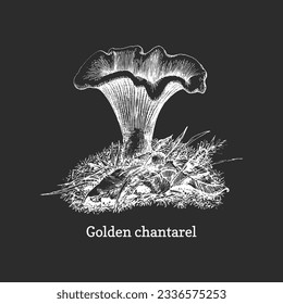 Chanterelle, hand drawn illustration in vector, vintage drawing of edible forest  mushroom