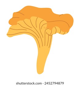 Chanterelle illustration. Edible chanterelle mushrooms. Yellow mushroom. Hand drawn trendy flat style. Doodle autumn forest harvest. Vector illustration