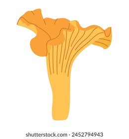 Chanterelle illustration. Edible chanterelle mushrooms. Yellow mushroom. Hand drawn trendy flat style. Doodle autumn forest harvest. Vector illustration