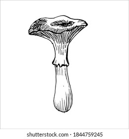 Chanterelle mushroom. Botanical vector illustration. Hand drawn autumn plant in Doodle style. Isolated object on a white background.