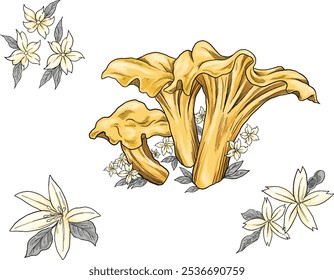 chanterelle mushroom colored sketch illustration