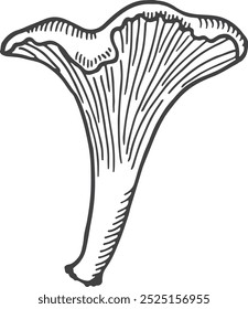 Chanterelle mushroom drawing. Woodland autumn fungus