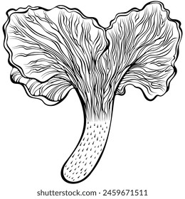 Chanterelle mushroom. Forest autumn edible mushroom. Vector illustration in hand drawn sketch doodle style. Line art graphic healthy organic food isolated on white. Design for coloring book, print