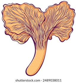 Chanterelle mushroom. Forest autumn edible mushroom. Colorful vector illustration in hand drawn cartoon style. Orange mushroom healthy organic food isolated on white