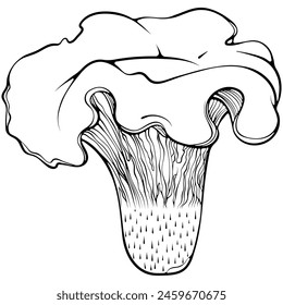 Chanterelle mushroom. Forest edible mushroom family. Vector illustration in hand drawn sketch doodle style. Line art graphic healthy vegetarian food isolated on white. Design for coloring book, print