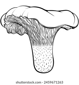 Chanterelle mushroom. Forest edible mushroom. Vector illustration in hand drawn sketch doodle style. Line art graphic healthy gourmet cuisine isolated on white. Design for coloring book, print