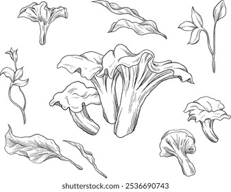 ilustração de esboço de cogumelos chanterelle