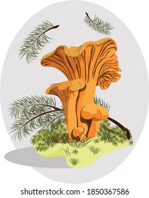 chanterelle mushroom in the grass on a gray background with fallen pine branches