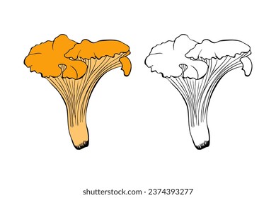 Chanterelle mushroom hand drawn contour doodle, isolated, white background.