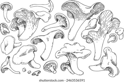 Chanterelle mushroom hand drawn illustration. Sketch food drawing isolated on white background. Organic vegetarian product. Great for menu, label, product packaging, recipe