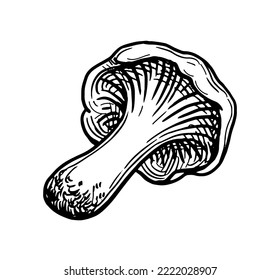 Chanterelle mushroom. Hand drawn ink sketch isolated on white background. Vintage style.