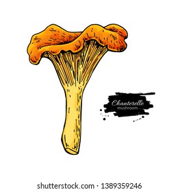 Chanterelle mushroom hand drawn vector illustration. Sketch food drawing isolated on white background. Organic vegetarian product. Great  for menu, label, product packaging, recipe