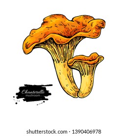 Chanterelle mushroom hand drawn vector illustration. Sketch food drawing isolated on white background. Organic vegetarian product. Great  for menu, label, product packaging, recipe