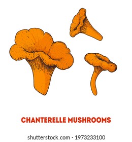 Chanterelle mushroom hand drawn. Mushroom vector illustration. Organic healthy food. Great for packaging design.