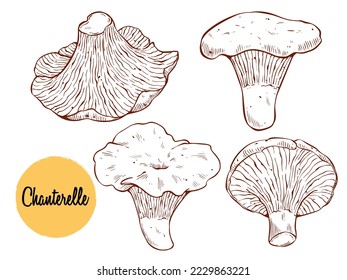 Chanterelle mushroom hand drawn vector illustration. Asian traditional cuisine, healthy organic food. Best for menu, label, product packaging, recipe