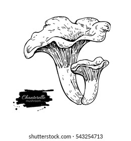 Chanterelle mushroom hand drawn vector illustration. Sketch food drawing isolated on white background. Organic vegetarian object. Great  for menu, label, product packaging, recipe