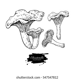 Chanterelle mushroom hand drawn vector illustration set. Sketch food drawing isolated on white background. Organic vegetarian product. Great  for menu, label, product packaging, recipe