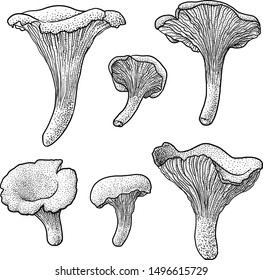Chanterelle mushroom illustration, drawing, engraving, ink, line art, vector