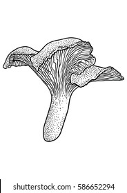 Chanterelle mushroom  illustration, drawing, engraving, vector, line