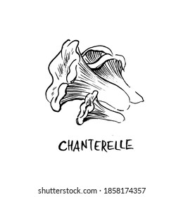 Chanterelle mushroom illustration. Ink drawing