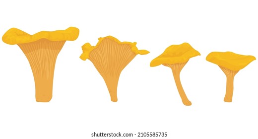 Chanterelle Mushroom isolated on white background. edible types of mushrooms. vegetarianism. Golden Mushroom, yellow, chanterelle, egg mushroom, girolle, pfifferling.  vector flat.