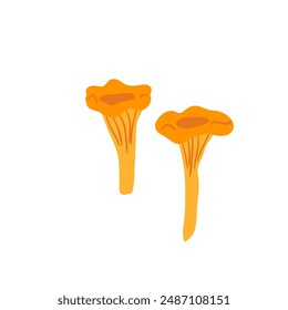 Chanterelle mushroom isolated on white background. Vector hand drawn illustration