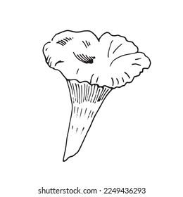 Chanterelle mushroom line art hand drawn sketch vector