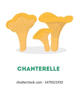 Chanterelle mushroom. Raw organic fungus. Vegetarian plant, ingredient for cooking. Isolated flat vector illustration