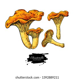 Chanterelle mushroom set. Hand drawn vector illustration. Sketch food drawing isolated on white background. Organic vegetarian product. Great  for menu, label, product packaging, recipe