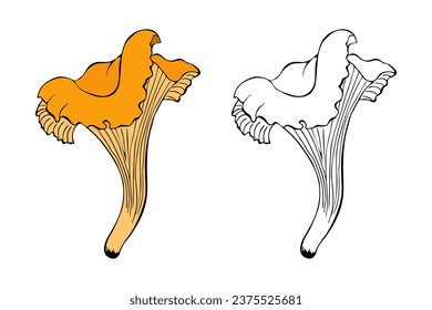 Chanterelle mushroom set hand drawn contour doodle, isolated, white background.