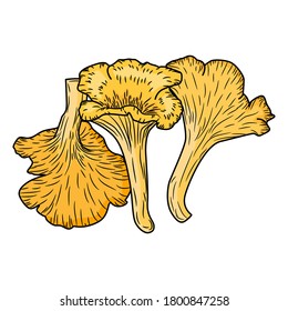 Chanterelle mushroom, Set of Chanterelle mushroom on white background. Chanterelle mushroom vector illustration