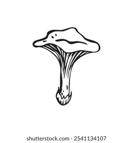 Chanterelle mushroom Vector illustration hand-drawn, family of edible mushroom, graphic drawing with lines, Healthy organic food, vegetarian food, fresh mushrooms isolated on a white background