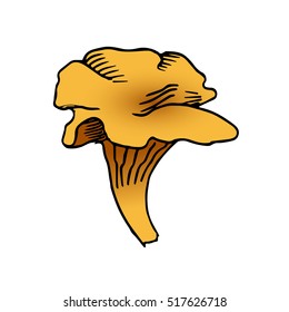 chanterelle mushroom vector scetch