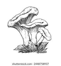 Chanterelle mushroom vintage vector botanical sketch drawing