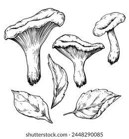 Chanterelle mushroom vintage vector drawing, botanical illustration