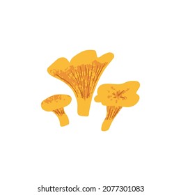 Chanterelle mushrooms. Autumn composition of edible forest fungi. Fall golden fungus with gills. Modern botanical textured drawing. Colored flat vector illustration isolated on white background