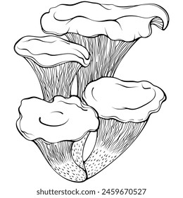 Chanterelle mushrooms bunch. Forest autumn edible mushroom. Vector illustration in hand drawn sketch doodle style. Line art graphic healthy vegetarian food isolated on white. Design for coloring book