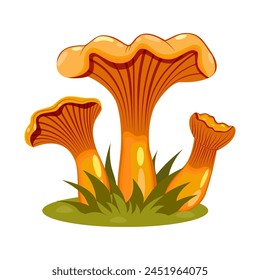 Chanterelle mushrooms. Family of coniferous, deciduous, forest chanterelles growing in grass. Vector. Used for web design.