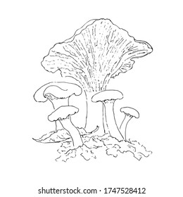 Chanterelle mushrooms family. Forest scene for coloring book. Raw organic fungus. Vegetarian plant. Isolated line art illustration in realistic style - vector eps10