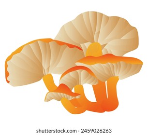 Chanterelle mushrooms in grass in flat design. Fungus with orange caps. Vector illustration isolated.