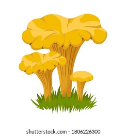 Chanterelle mushrooms hand drawn colorful vector illustration. Food drawing isolated on white background.