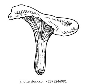 Los hongos de Chanterelle. Ilustración vectorial dibujada a mano del bosque Fungus en estilo de arte de línea. Dibujo de la planta otoñal en colores blanco y negro para la etiqueta alimentaria o el diseño de menú. Esbozo grabado para clipart.