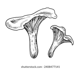 Los hongos de Chanterelle. Conjunto de ilustraciones con vector dibujado a mano con el bosque Fungus en estilo de arte en línea. Dibujo de la planta otoñal en colores blanco y negro para la etiqueta alimentaria o el diseño de menú. Esbozo grabado.