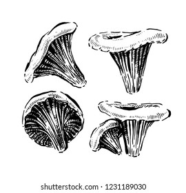 Chanterelle mushrooms. Hand drawn vintage vector illustration.