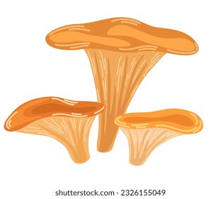 Chanterelle mushrooms. Healthy organic food, vegetarian food, fresh mushrooms isolated on a white background. Vector illustration hand-drawn, family of edible mushrooms