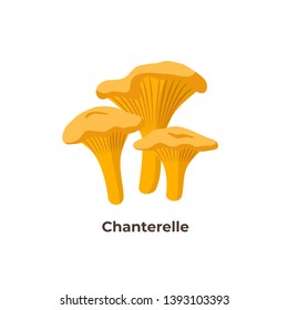 Chanterelle mushrooms isolated on white background, vector illustration in flat design.