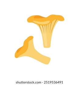 Cogumelos chanterelle isolados sobre fundo branco. Cogumelo florestal. Ilustração vetorial