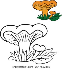Chanterelle mushrooms for kid's coloring book. Vector illustration of chanterelle mushrooms growing in leaves